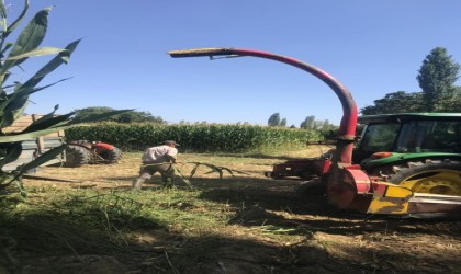 Sarıgölde silajlık yem yapımına başlandı
