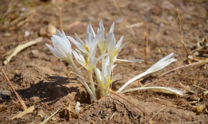Şırnakta yılın son çiçekleri açtı