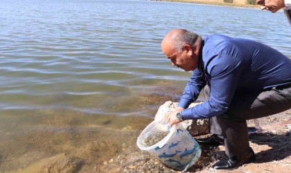 Sivasta 1 milyon adet yavru balık göllere bırakıldı