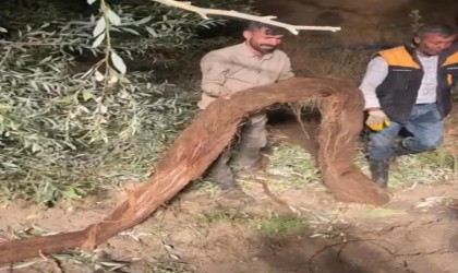 Su borusundan çıkan ağaç köklerini yılan zannettiler