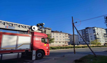 Telefon kablosunda mahsur kalan yavru kediyi itfaiye kurtardı