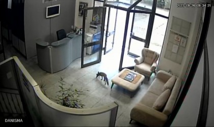 Televizyon binasına giren tilki ortalığı birbirine kattı