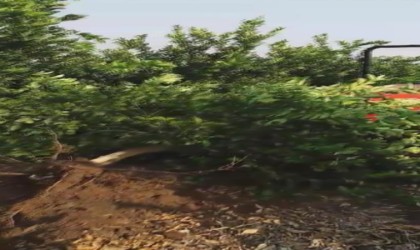 Tüccar 3 TLden alırım deyince tepki gösteren çiftçi, limon ağacını söktü