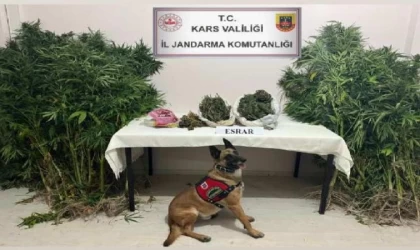 Valizde ve yatağın içindeki 2 kilo esrarı narkotik köpeği ’Termal’ buldu