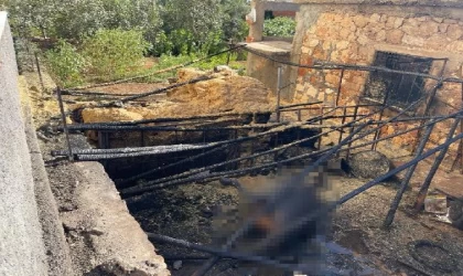 Yangın çıkan ahırdaki hayvanları kurtarmaya çalışırken ağır yaralandı