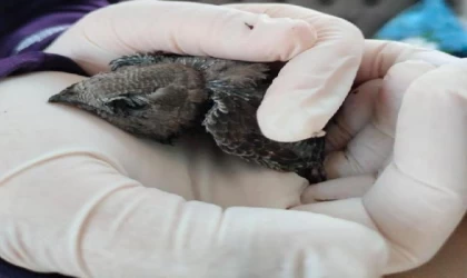 Yaralı bulunan ebabil tedavi edilip, doğaya salındı