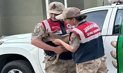 Yaralı yavru dağ keçisine jandarmanın şefkat eli