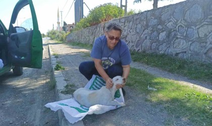 Yolda bulduğu köpeği tedavi ettirip koruma altına aldı