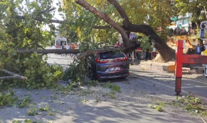Zonguldak’ta 150 yıllık çınar, cipin üstüne devrildi; araçtaki 3 kişi kurtarıldı