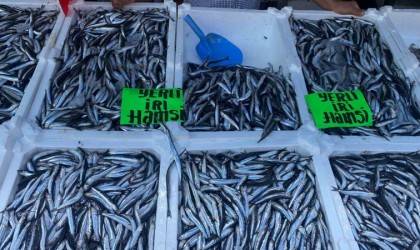 Zonguldakta hamsinin kilosu 80 liradan alıcı buldu