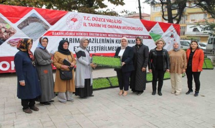 350 bin marul fidesi dağıtıldı