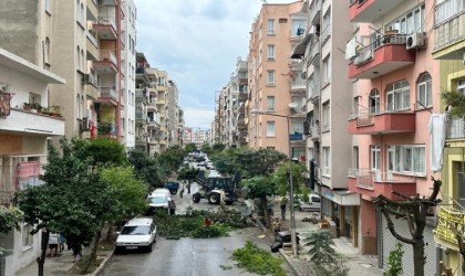 Akdenizde budama çalışmaları sürüyor