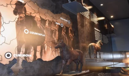Anadolu’nun savaş atı ’Uzunyayla’ ırkı müzede tanıtılıyor