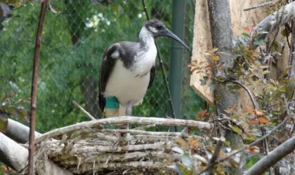 Ayağı kırılan saman boyunlu ibis kuşu, fizik tedavi ile iyileşti