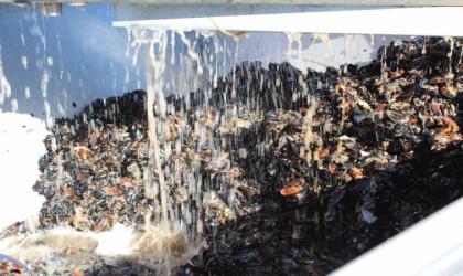 Balıkesir, Türkiyeyi midyeye doyuruyor