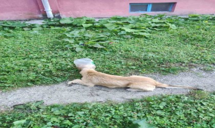 Başı bidona sıkışan köpek, zabıta ekiplerince kurtarıldı