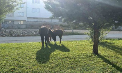 Başıboş atlar her yerden çıkabiliyor