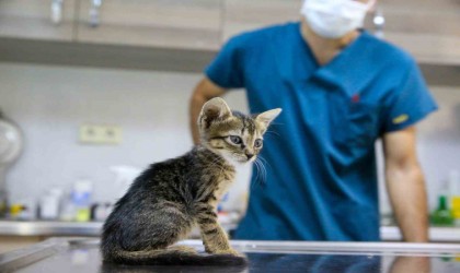 Bucada can dostları için seferberlik başlatıldı