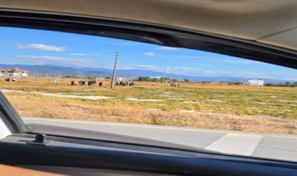 Burhaniyede direk altında kalan işçi hayatını kaybetti