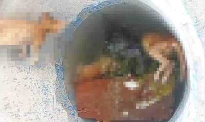 Bursa’da, su dolu varilde 4 kedi ölüsü bulundu