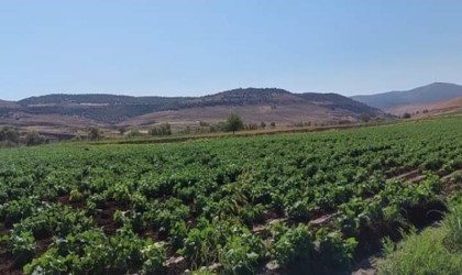 Çermikte ikinci ürün tarımına yoğun ilgi