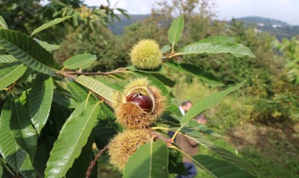 Defneden 16,5 milyon, kestaneden 2,4 milyon TL gelir