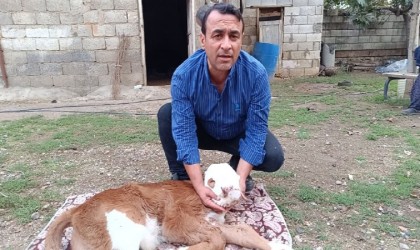 Deprem stresi sakat doğumları arttırdığı iddiası