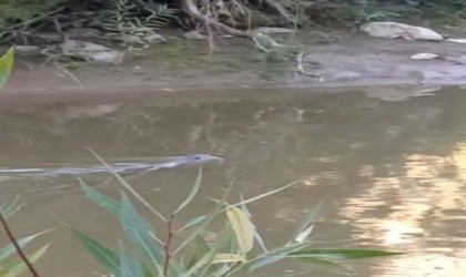 Diyarbakırda su samuru görüldü