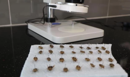 Doç. Dr. Saruhan: Kahverengi kokarca böceği görüldüğü yerde imha edilmeli