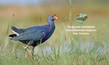 Doğanın renklerini kanatlarında taşıyan kuşlar Samsunda gözlemleniyor