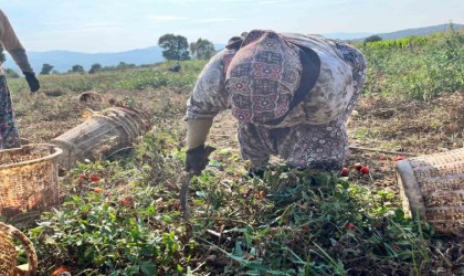 Domates üreticisi düşük fiyatlar nedeniyle dertli