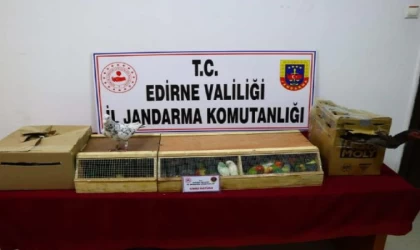 Edirne’de durdurulan otobüste kaçak hayvanlar ele geçirildi