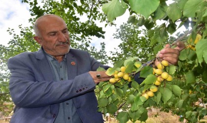 Ekim ayında meyve veren kayısı ağacı şaşırttı