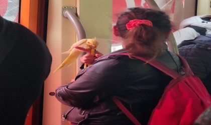 Eskişehirde tramvayda kuş ile yolcunun iç ısıtan görüntüsü