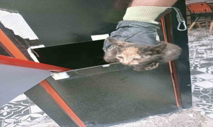 İş yerinde kolonun içerisinde mahsur kalan kediler kurtarıldı
