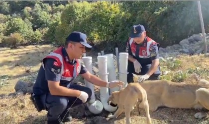 Jandarma, borulardan su ve yem kabı yapıp doğaya bıraktı