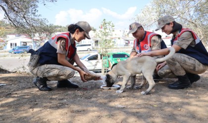 Jandarma, polis ve gönüllülerden sokak hayvanlarına mama desteği