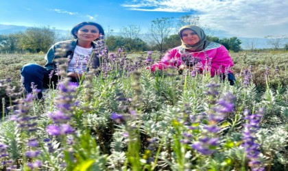 Kadın girişimcilerle bahçeler lavanta kokuyor