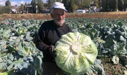 Karsta 50 yıldır lahana üretiyor