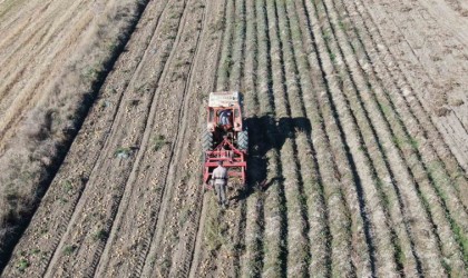 Kastamonuda hasadı yapılan patatesin fiyatı çiftçilerin yüzünü güldürüyor