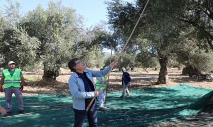 Kazdağları eteklerinde zeytin hasadı başladı