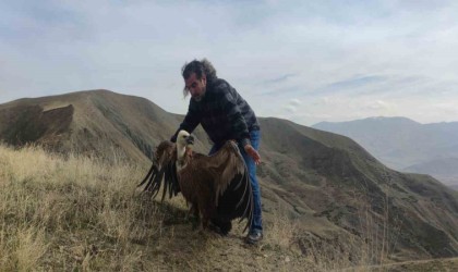 Kızıl akbaba 3 ay sonra yeniden özgür