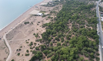 Manavgatta çam kese böceği kabusu: 600 çamı kuruttular