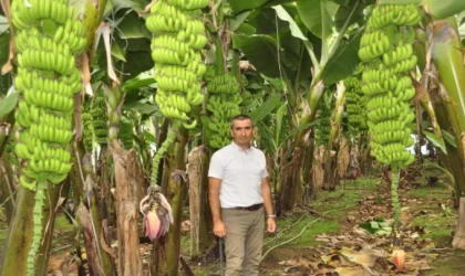 Manavgat’ta muz üretiminde ’organik’ dönem