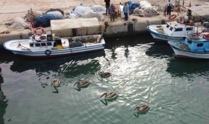 Mersinde 5 pelikan balıkçı barınağında mola verip balık avladı