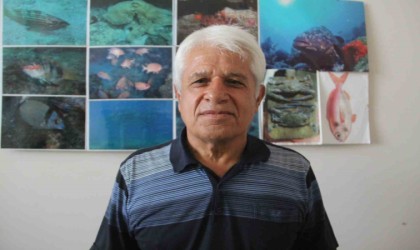 Müren balığının yem için balon balıklarına saldırdığı anlar kameralara yansıdı