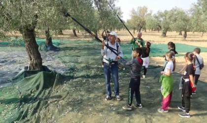 Öğrenciler zeytin hasadı yapıp, zeytinin yağa dönüşme serüvenine tanıklık ettiler