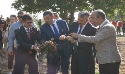 Osmanlı İmparatorluğunun ”Edirne Kırmızısı” hasat edildi
