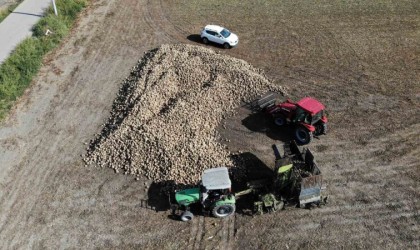 Pancar dönümde 9 tona kadar verim verdi