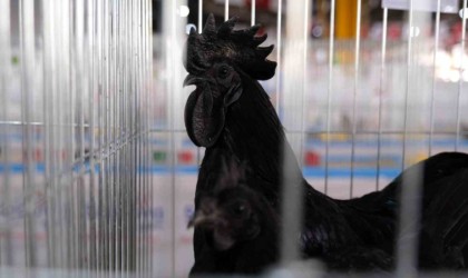 Podyum koç ve süs tavuklarının